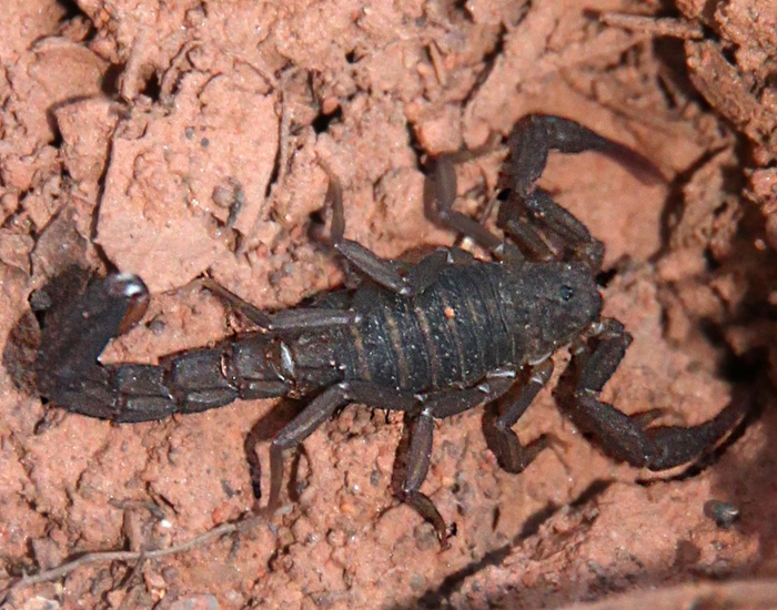A top-down view of a dark brown Arizona mountain scorpion blending into red clay dirt. Its tail curves slightly upward while its pincers lie flat against the soil.