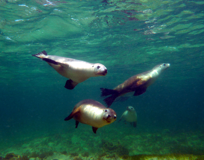 Australian-Sea-Lions.webp underwater photo of three australian sea lions swimming