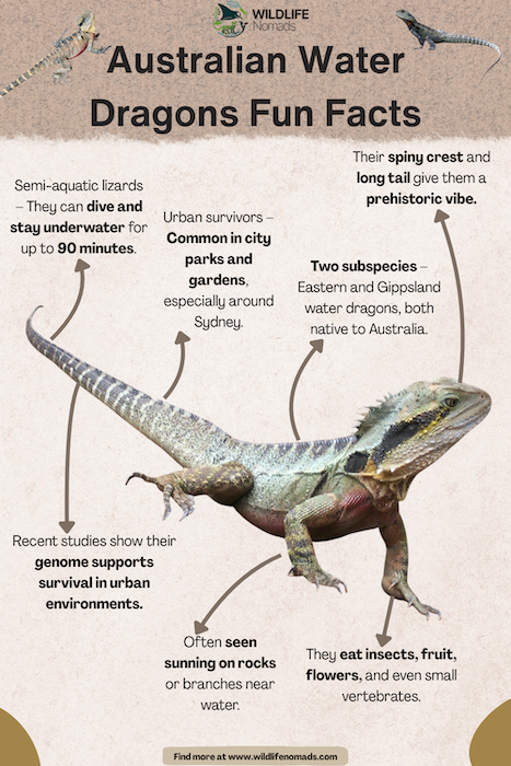 Australian-Water-Dragons-Fun-Facts.webp australian water dragon facts