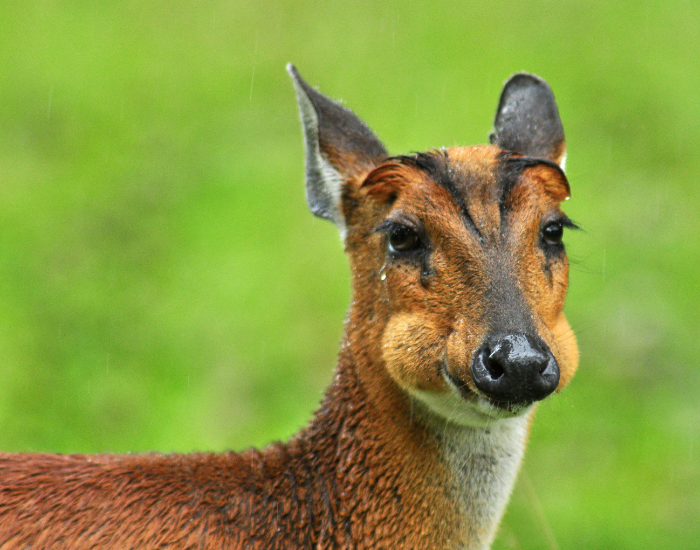 Barking-deer.webp close up of a Barking deer