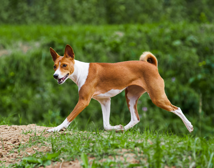 basenji dog walking on grass
