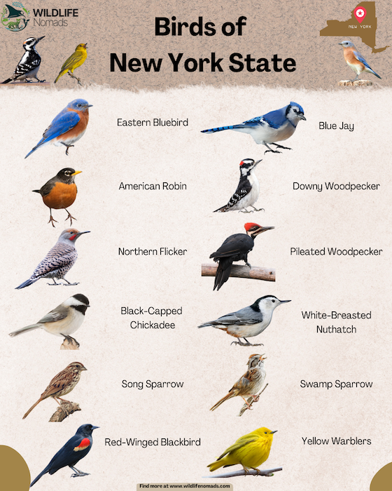 Birds of New York State Infographic