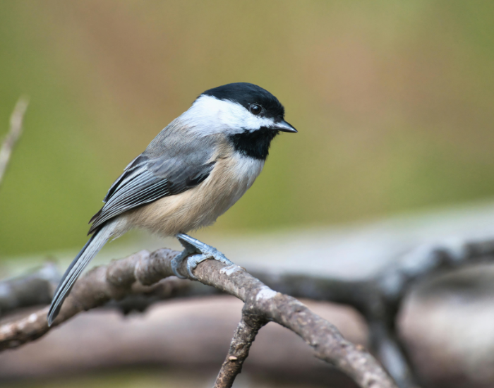 Black-Capped-Chickadee.webp Black-Capped Chickadee clos eup on a branch