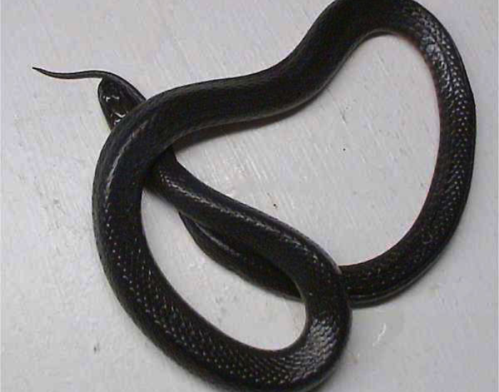 Black Swampsnake on white ground made of concrete