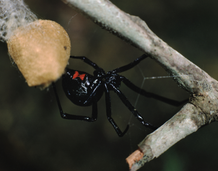 Black-Widow-Spider-Latrodectus-mactans.webp black widow in the wild