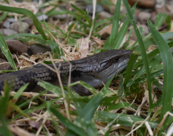 Blue-tongue-on-backyard.webp A blue tongue skink on my backyard