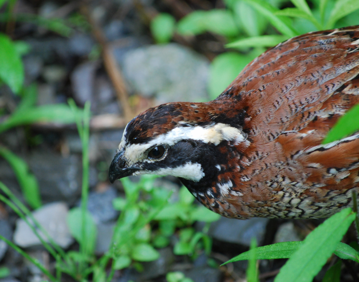 Bobwhite-close-up.webp close up of a Bobwhite on the ground