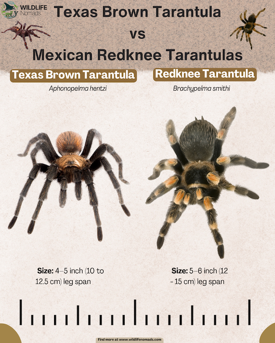 Brachypelma smithi vs. Brachypelma hamorii infographic