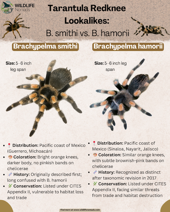 Brachypelma smithi vs. Brachypelma hamorii infographic infographic showinf the differences between the two species of mexican re dtarantulas