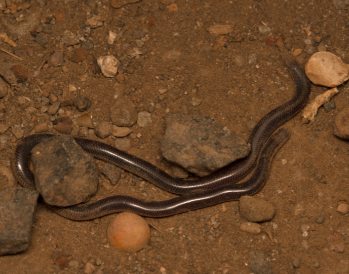 Brahminy Blind Snake on the ground