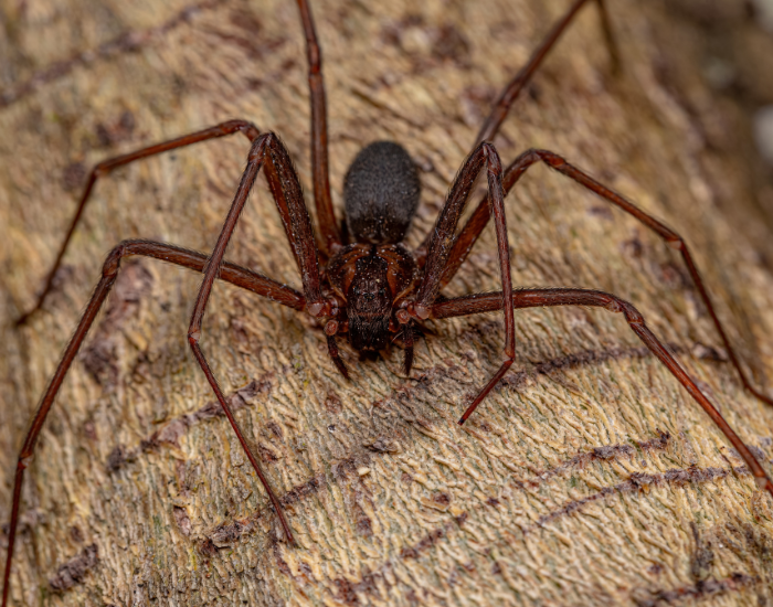 Brown Recluse Spider in the wild close up