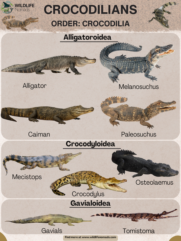 CROCODILIANS-ORDER-CROCODILIA.webp CROCODILIANS ORDER: CROCODILIA infographic