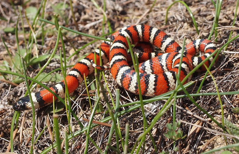 California-Mountain-Kingsnake-Lampropeltis-.webp California Mountain Kingsnake on the ground with grass