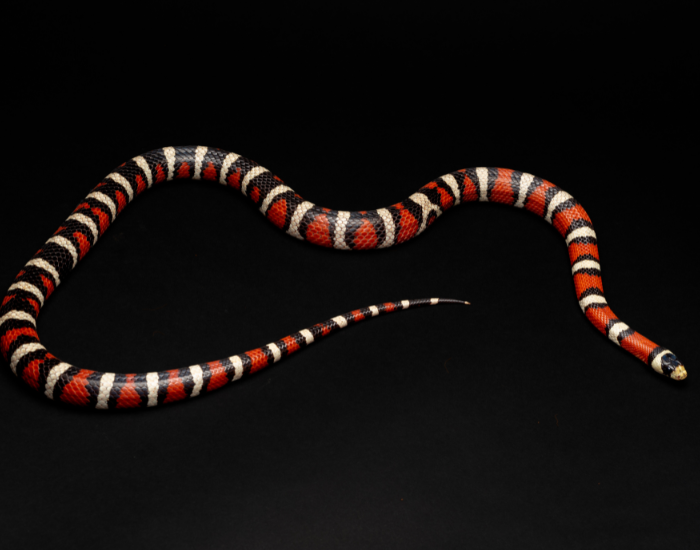 California-Mountain-Kingsnake-Lampropeltis-zonata.webp California Mountain Kingsnake with black background