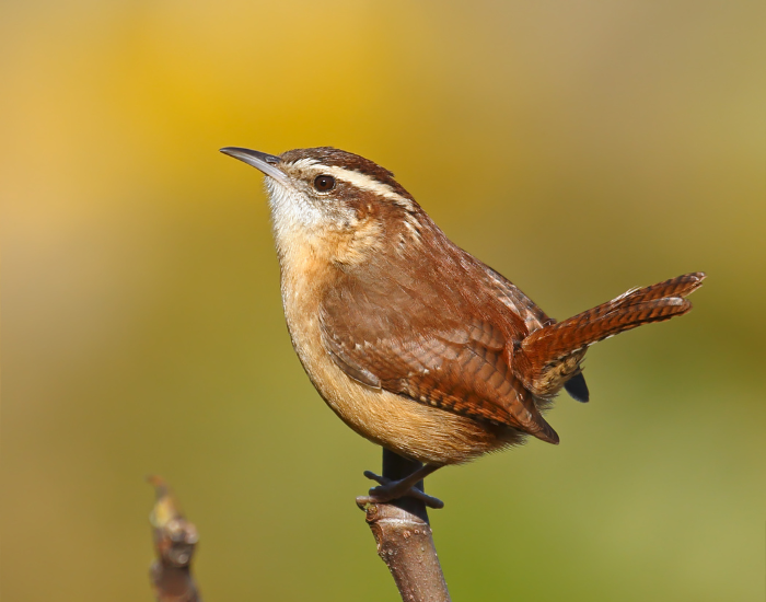 Carolina-Wren.webp Carolina Wren close up in the wild
