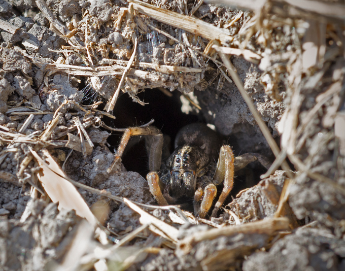 Carolina wolf spider in its burrow