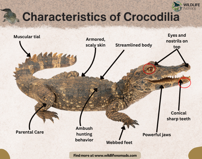 Characteristics-of-Crocodilia.webp Characteristics of Crocodilia infographic