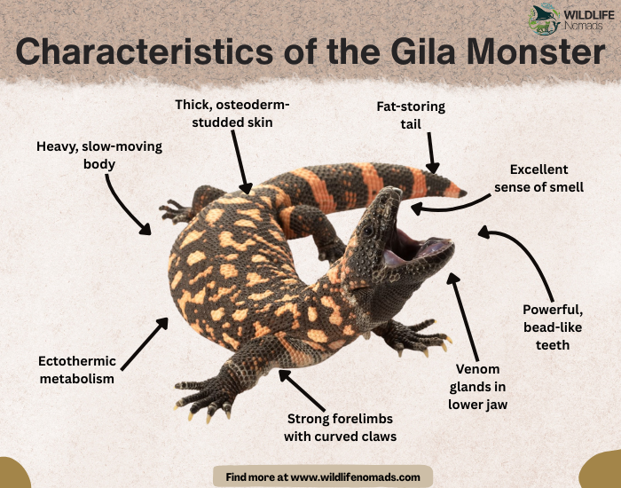 Characteristics-of-the-Gila-Monster-by-wildlife-Nomads.webp infographic showing Characteristics of the Gila Monster