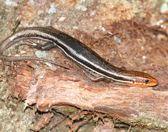 Common Five-lined Skink in the wild resting
