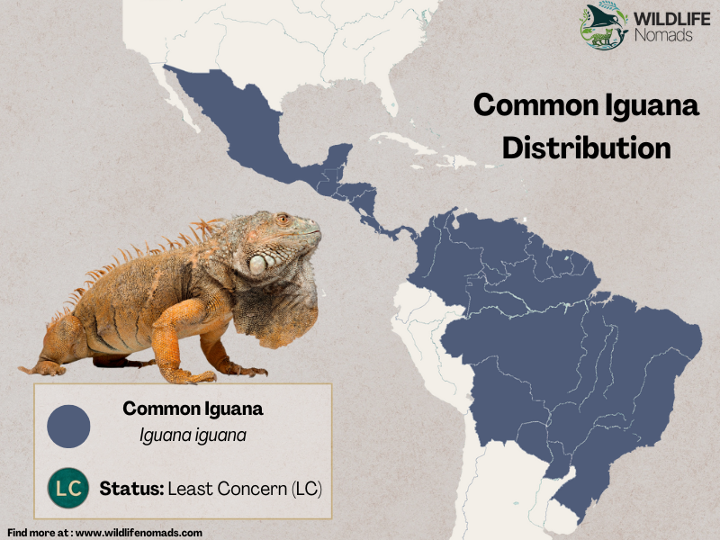 Common-Iguana-Distribution-map-by-wildlife-nomads.webp map of the americas showing the distribution of common iguanas between mexico and south americca
