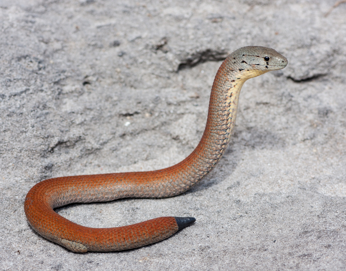 Common-Scaly-foot.webp Common Scaly foot lizard in the wild