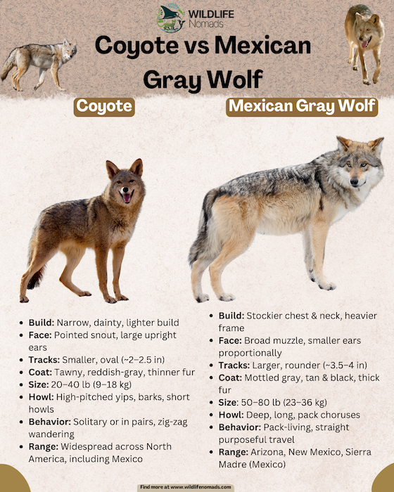 Coyote-vs-Mexican-Gray-Wolf-infographic.webp wolf vs coyote quick id guide showing main differences like size, face, and colors