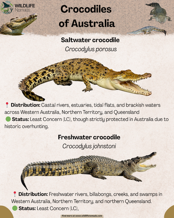 Crocodiles-of-Australia-infographic.webp Crocodiles of australia infographic