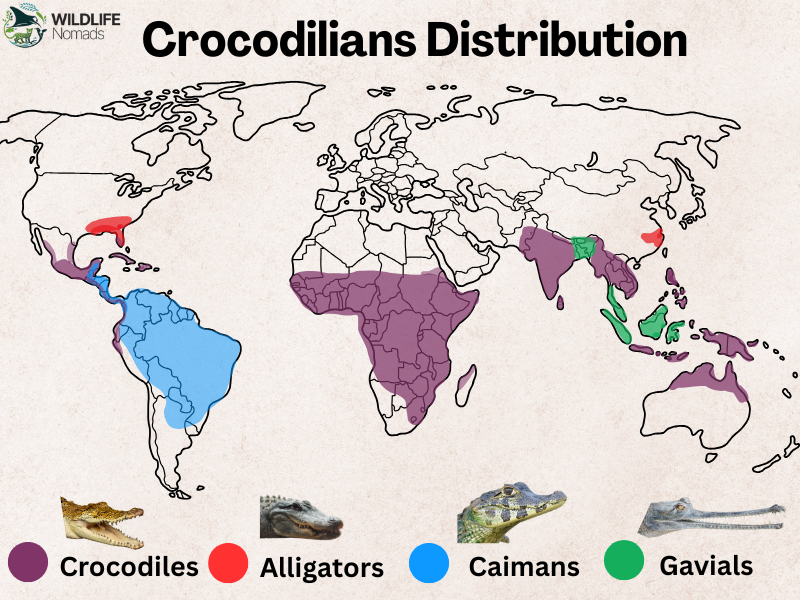 Crocodilians-Distribution.webp Crocodilians Distribution infographic