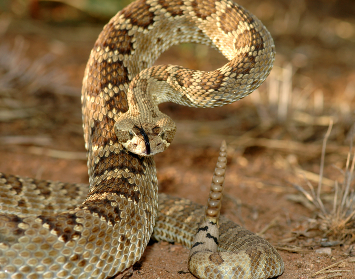 Crotalus-scutulatus-attack.webp rattle snake on attack position