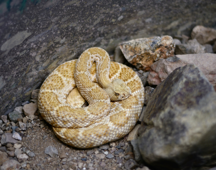 Crotalus-scutulatus-curled.webp Mohave rattle snake curled in its habitat