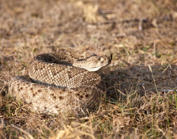 Crotalus-scutulatus-grass.webp rattle snake on the ground curled