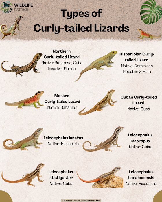 Curly-tailed-Lizards-types-infographic-.webp Types of curly tailed lizards