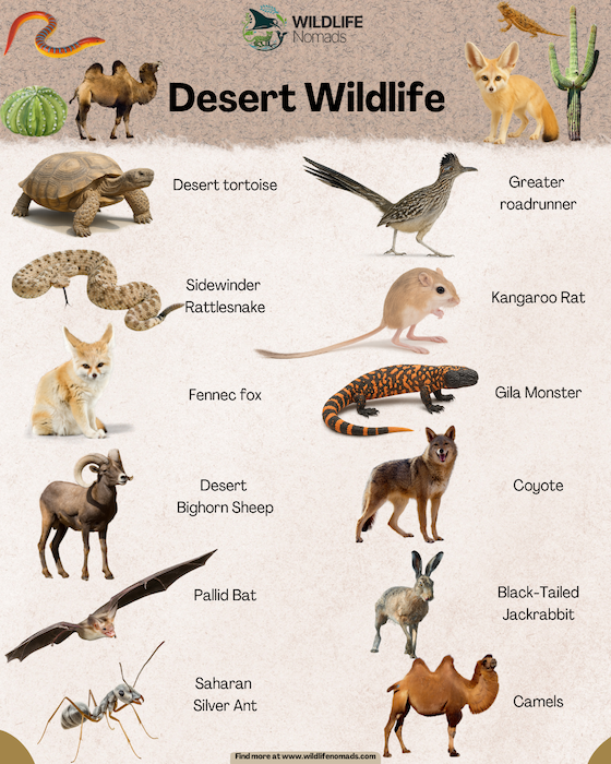 Desert Wildlife Infographic