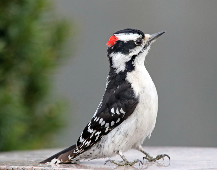 Downy-Woodpecke.webp Downy Woodpecker standing on a rock