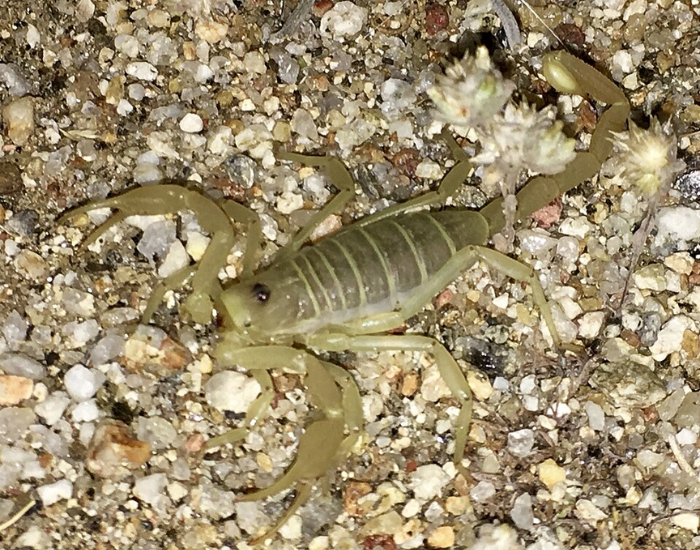 A light tan dune scorpion crawling across coarse sand and tiny pebbles. Its pale body offers natural camouflage against the desert ground.