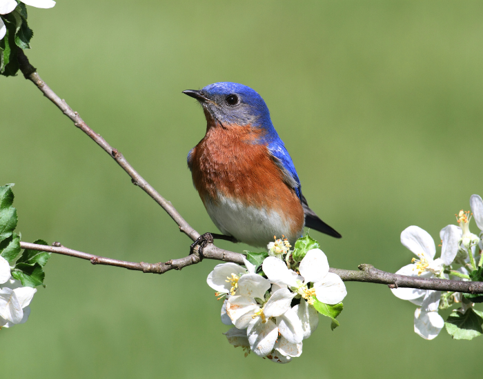 Eastern Bluebird ona. flower