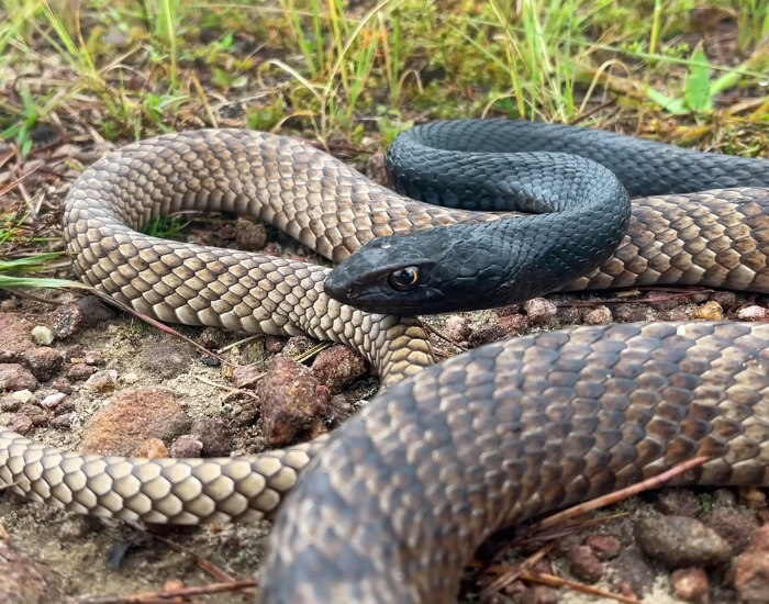 Eastern Coachwhip (Masticophis flagellum) Eastern Coachwhip on the ground with grass