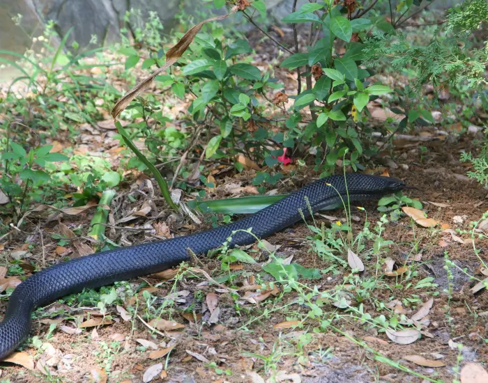 Eastern-Indigo-Snake-2.webp eastern indigo snake craling on the soil