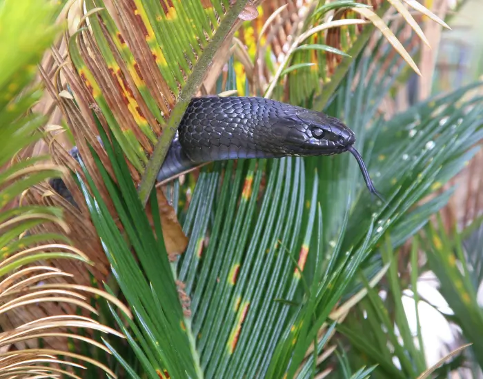 Eastern-Indigo-Snake-3.webp head of an eastern indigo snake coming out of a fern