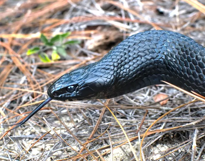 Eastern-Indigo-Snake-close-up.webp wild eastern indigo snake head shot close up
