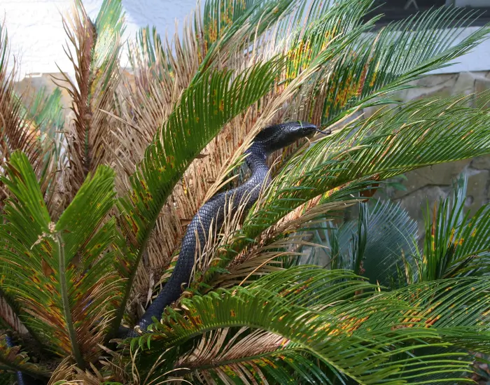 Eastern-Indigo-Snake-on-fern.webp eastern indigo snake on a fern