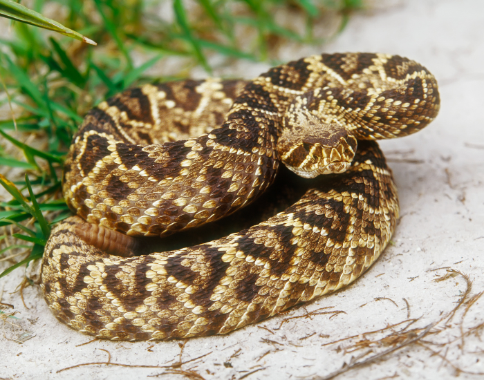 Eastern diamondback rattlesnakes curled on attack position