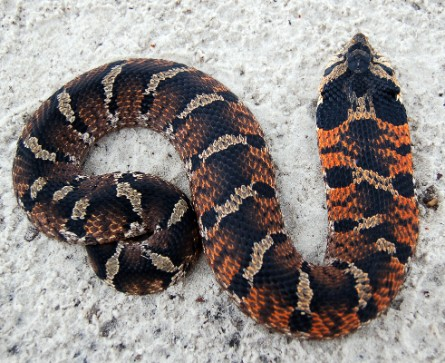Eastern_Hognose_Snake.webp Eastern Hognose Snake orange and black on the ground