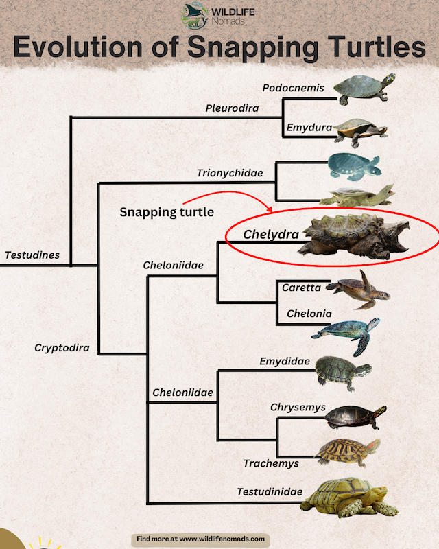 Evolution-of-Snapping-Turtles.webp Evolution of Snapping Turtles infographic showing the relations with other turtles and tortoises
