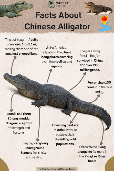 Facts-About-Chinese-Alligator-illustration-profile.webp Chinese alligator facts