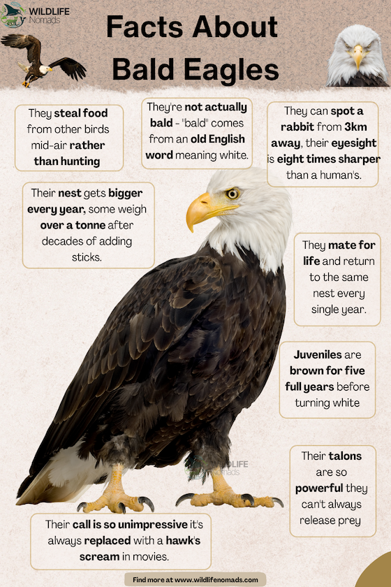 An infographic featuring a central photo of a standing Bald Eagle surrounded by text bubbles highlighting interesting facts about their eyesight, nests, diet, and calls.