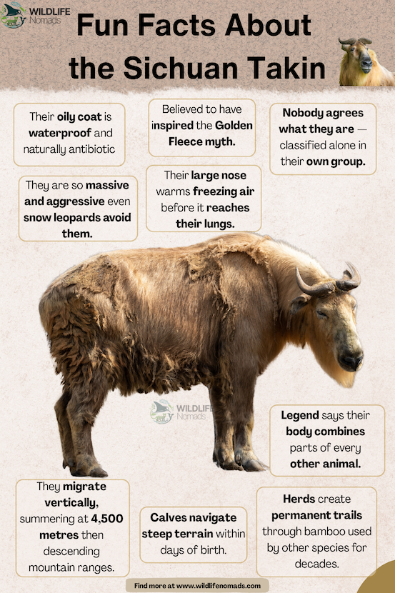 An infographic titled "Fun Facts About the Sichuan Takin" by Wildlife Nomads. Features a large, detailed profile image of a shaggy, golden-furred Sichuan Takin standing against a light background. Surrounding text boxes highlight facts