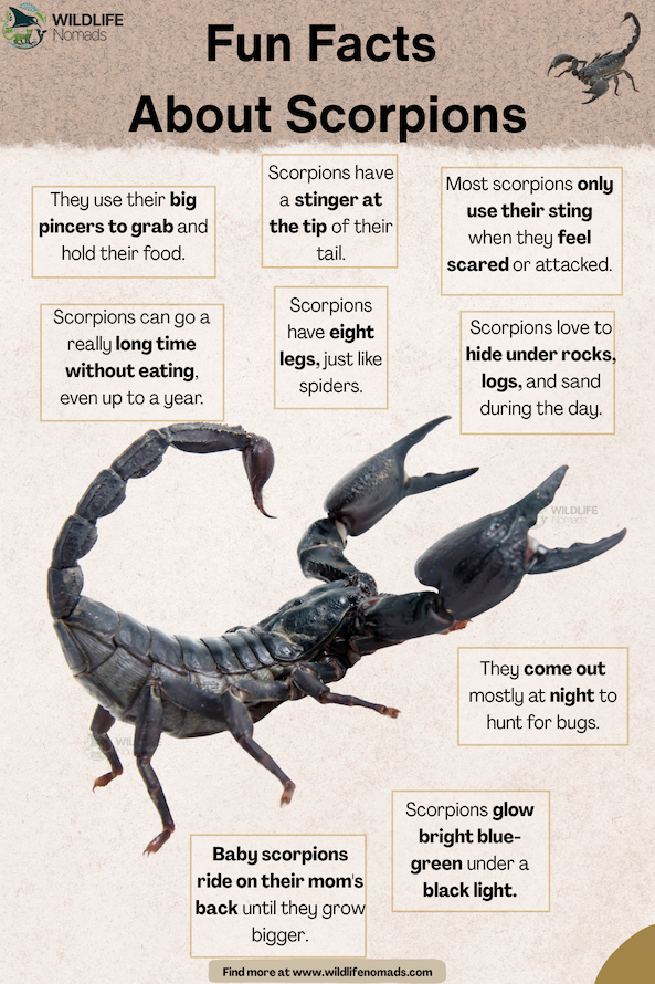 an educational infographic titled "Fun Facts About Scorpions" by Wildlife Nomads, featuring a large, dark scorpion with its pincers raised and tail curved forward. Text boxes around the graphic detail facts about how scorpions glow blue-green under UV light, survive up to a year without food, hunt nocturnal prey, and carry their babies on their backs.