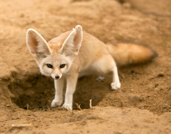 Fenner fox near a burrow in the desert