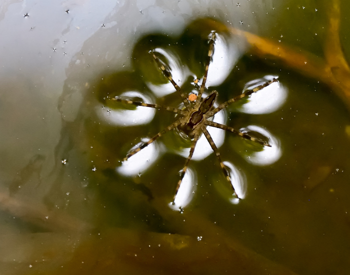 Fishing-Spider-Dolomedes.webp Fishing Spider photo from above